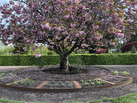 Rundel A med et kirsebærtræ i midten. Gartnerne er i gang med at plante stauder.