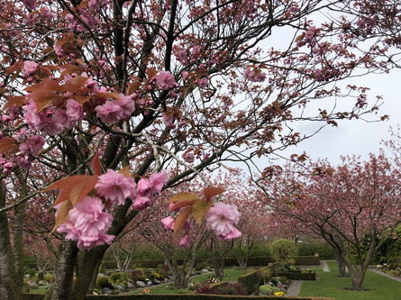 Japanske kirkebærtræer i fuld flor i urnehaven.