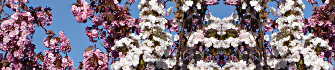 Japansk kirkebær blomster